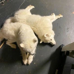 Meet your Posher, SLT3